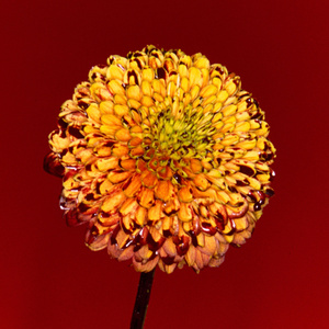 美国大黑刁内射丰满的少妇
